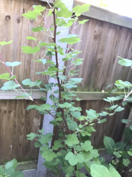 Is this a tree? Any ideas, want to know whether to keep or dig up please