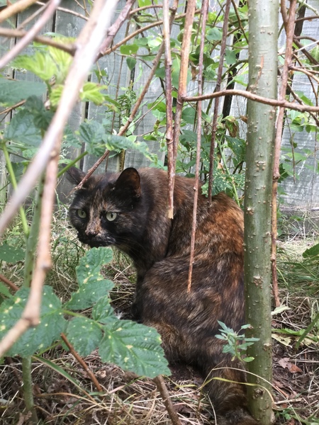 Show me your torties