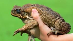 Lisa Muggeridge Suspended by Twitter and Quoting her breaches MN Guidelines