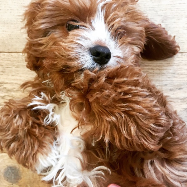 Small, child friendly, low shedding breed?