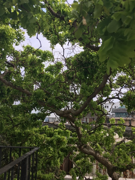 Help me identify this tree?