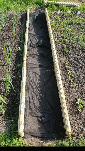 Allotment/Veg Patch Thread 12! Plotmenters hoping for better weather
