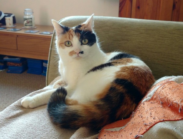 Show me your torties