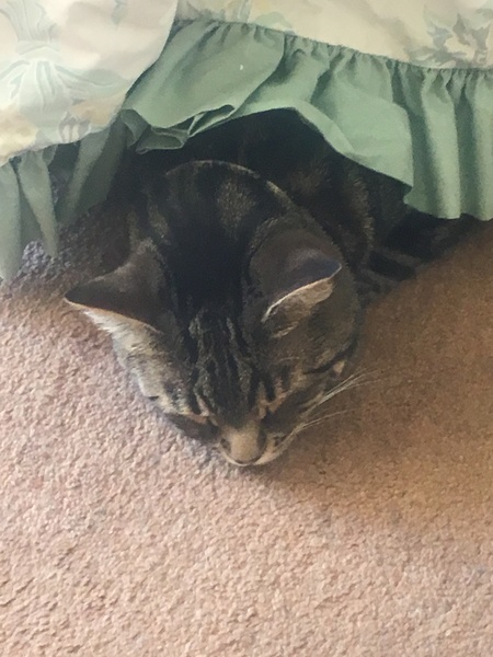 What's your DCat up to today? Episode 6, Return of the... Cats?