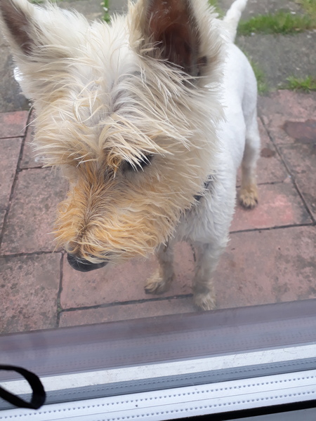 ... to lock the dog in the shed for a week...