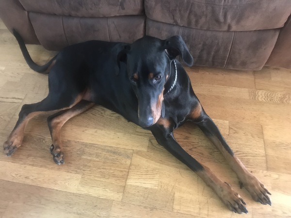 To really want a Doberman?