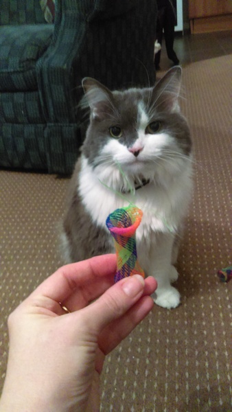 What makes your cat happy?