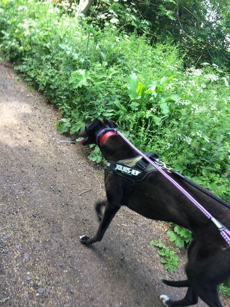 Going to look at greyhounds today!