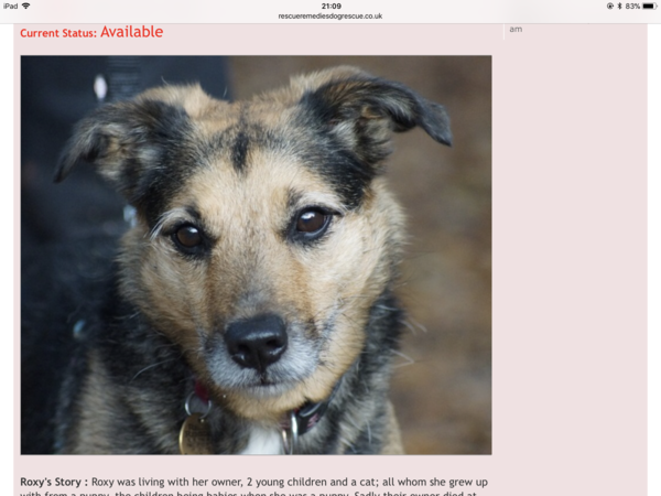 Getting a dog