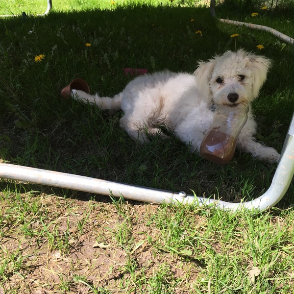 Am I making the right decision to get a puppy? Please give me advice!