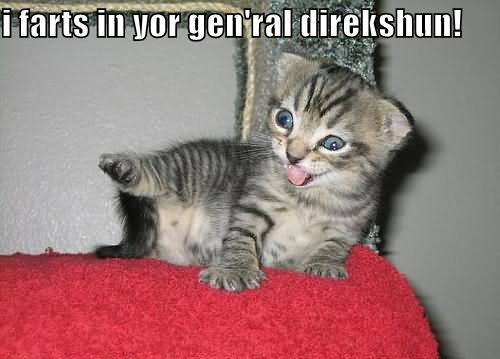 to laugh at snapped and farted