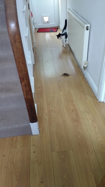Practicalities of moving house and no catflap
