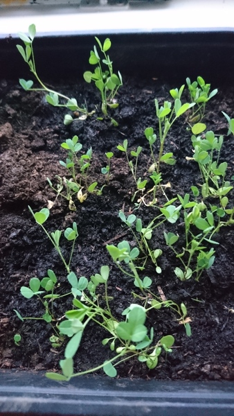Unmarked seedling identification
