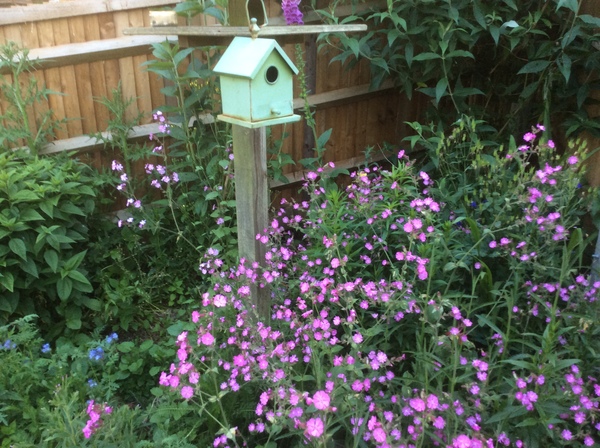 What has overtaken my wildflowers patch?