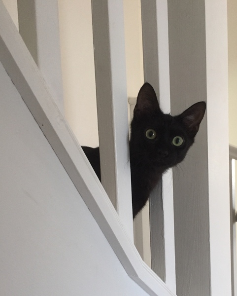 Possible new black "kitten". Squeeee!