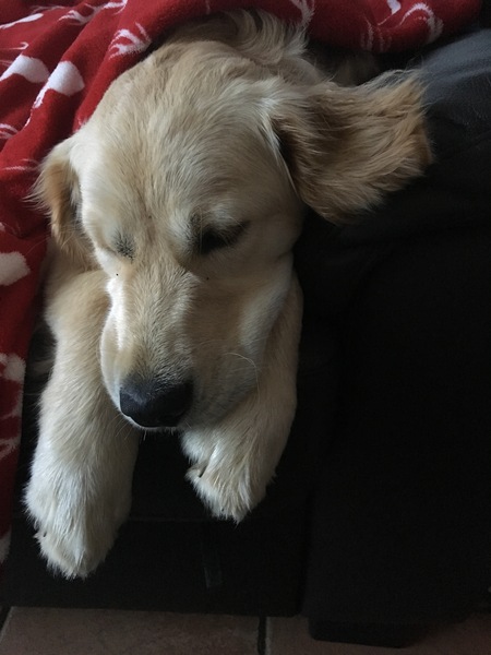 Calling all Golden Retriever owners....