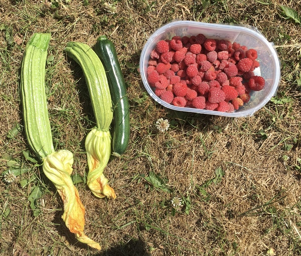 Allotment/Veg Patch Thread 12! Plotmenters hoping for better weather