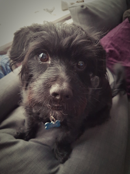 AIBU to think nobody has a dog as good as mine?!
