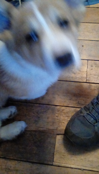 BGT Thread 2.....Taking us into Sunday`s final!!!