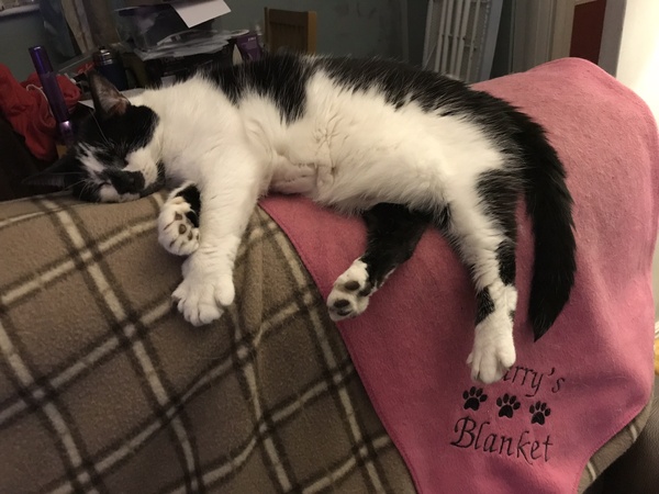 Apparently it's 'hug your cat day'