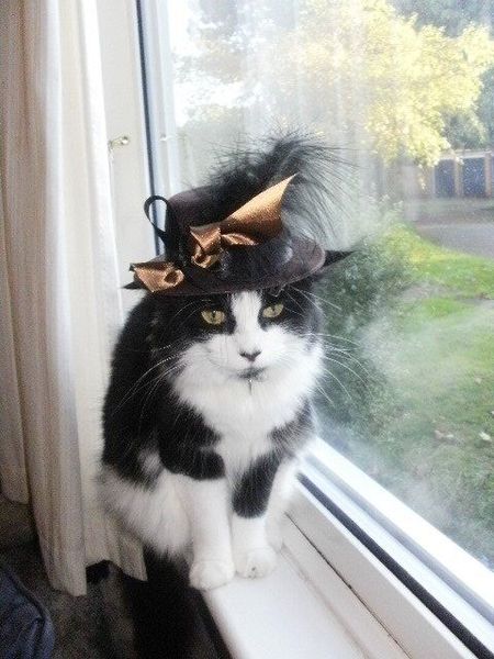 what is it with cats?