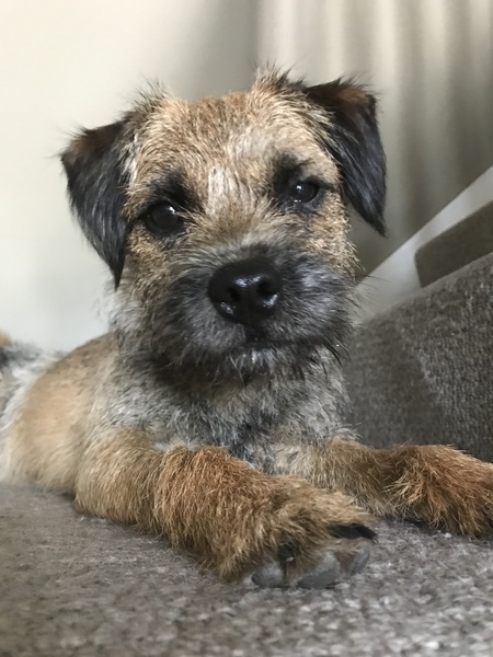 any owners of border/cairn or jack russell terriers?