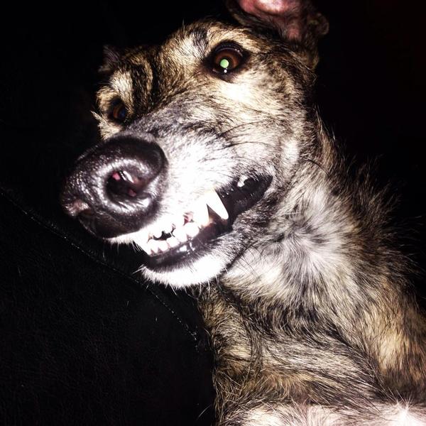 AIBU to think nobody has a dog as good as mine?!