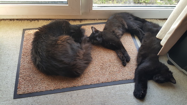 Possible new black "kitten". Squeeee!