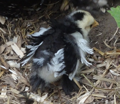 Swagger Inn 156 - The Weather Is Getting Hot, The HBFs Will Always Be Hotter