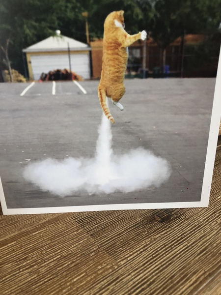 Aibu Father's Day card from pets