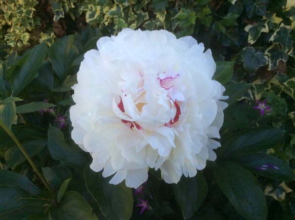 Show off your peonies!