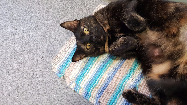 Tortoiseshell kitten - please tell me they can be nice!