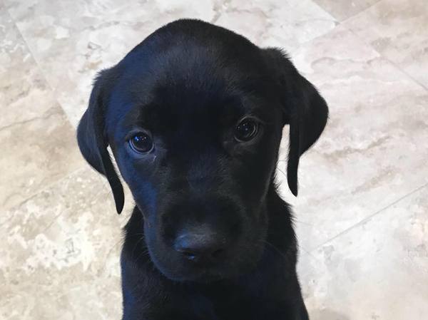 What should I do? Getting a puppy has catapulted me back into depression.