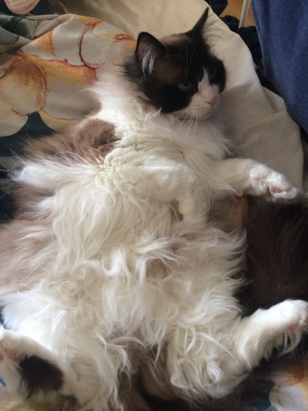 To think I'm just curvy? Doctor says I'm fat. Pic included.