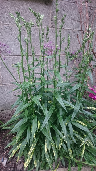 Another 'anyone know what plant this is? thread