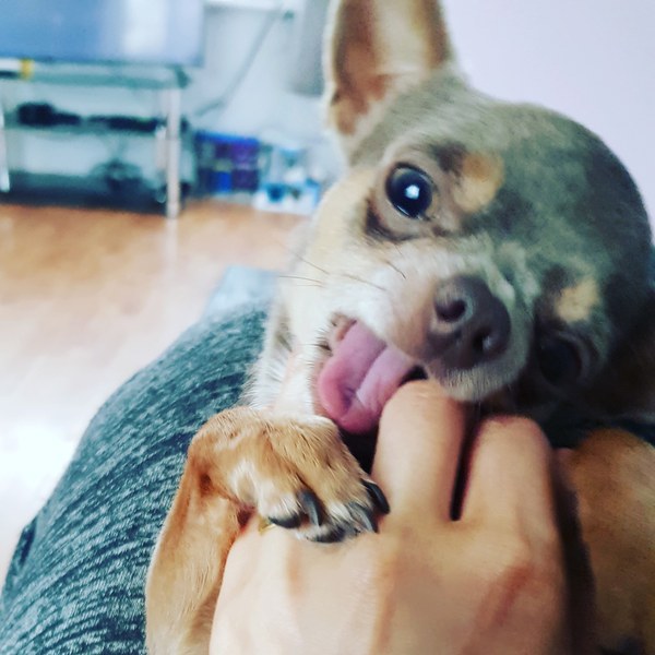 Feeling a bit lost with new puppy