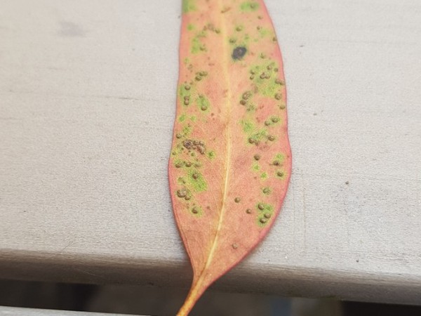 Diseased Eucalyptus?
