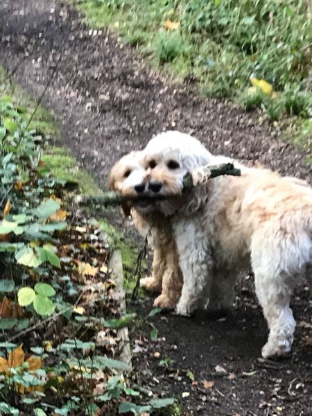 Dog eats sticks, is it ok ?