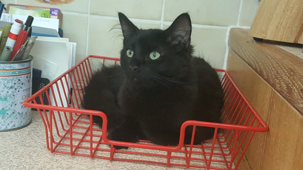 What's your DCat up to today? Episode 6, Return of the... Cats?