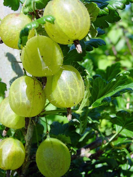I worry about gooseberries