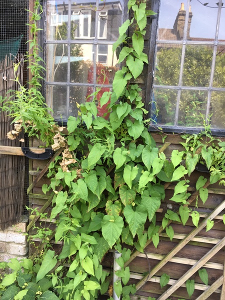 Climbers - is this a good one or more of a pest?