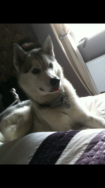 AIBU to think nobody has a dog as good as mine?!