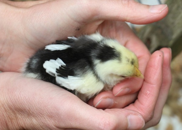 Swagger Inn 156 - The Weather Is Getting Hot, The HBFs Will Always Be Hotter