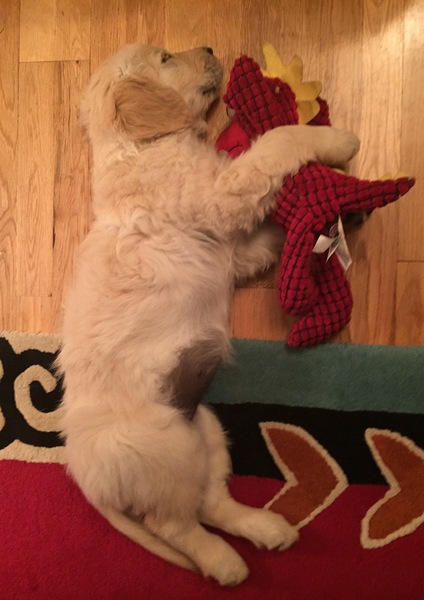 Calling all Golden Retriever owners....