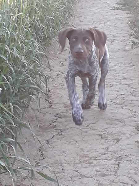 Puppy Survival Thread Part 6