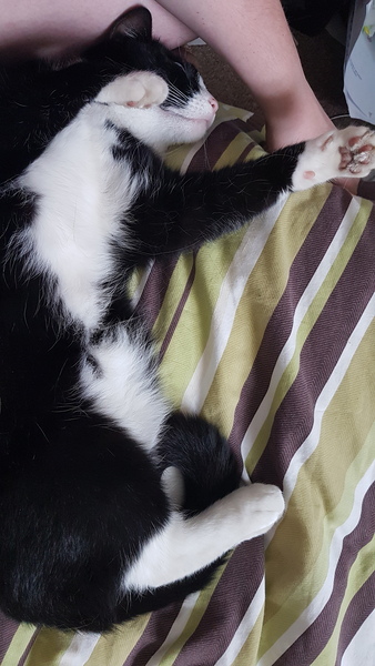 Getting a new cat, how many is too many?