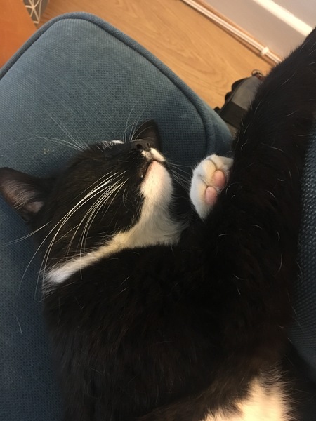 what is it with cats?