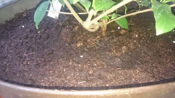 Roots showing on surface? (pic)