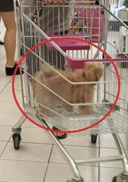 To believe that kids sat inside supermarket trolleys is disgusting
