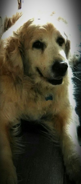 Calling all Golden Retriever owners....